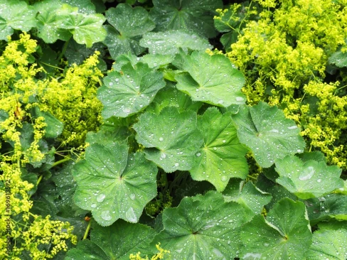 Herbár bylín