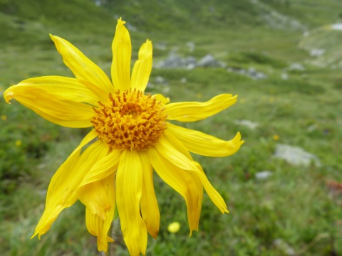 Herbár bylín