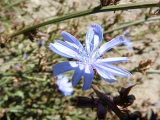 Herbár bylín