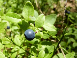 Herbár bylín