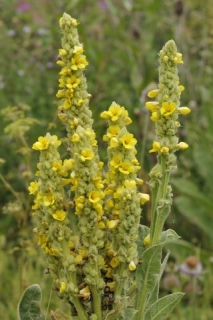 Herbár bylín