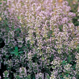 Herbár bylín