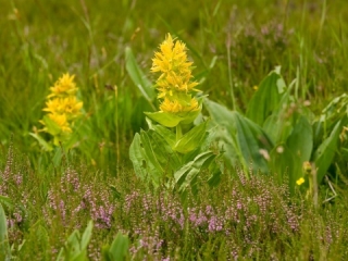 Herbár bylín