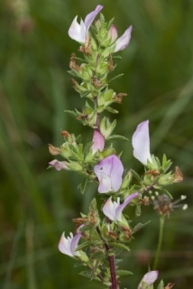 Herbár bylín