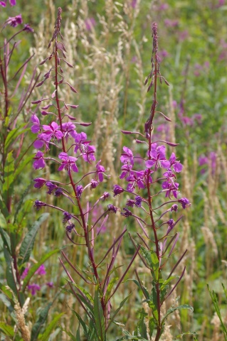 Herbár bylín