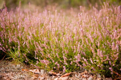Herbár bylín