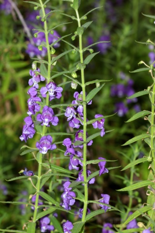 Herbár bylín