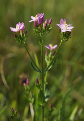 Herbár bylín