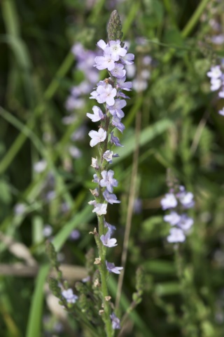Herbár bylín
