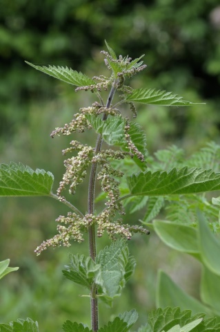 Herbár bylín