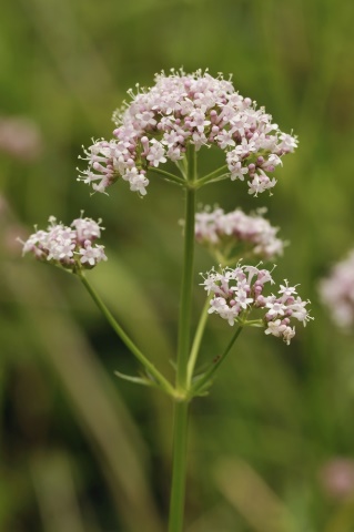 Herbár bylín