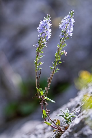 Herbár bylín