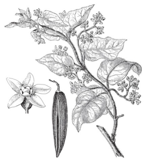 Herbár bylín