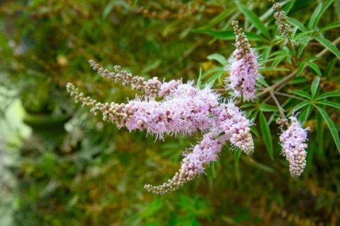 Herbár bylín