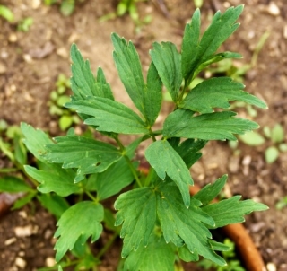 Herbár bylín