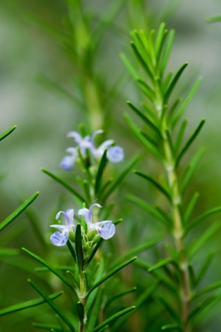 Herbár bylín