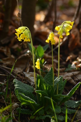 Herbár bylín