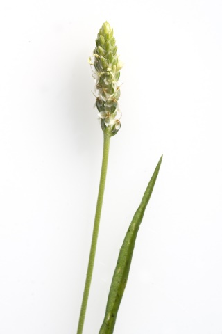 Herbár bylín