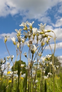 Herbár bylín