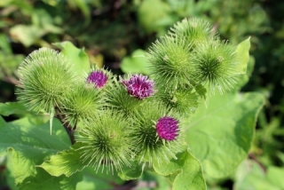 Herbár bylín