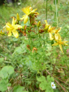 Herbár bylín