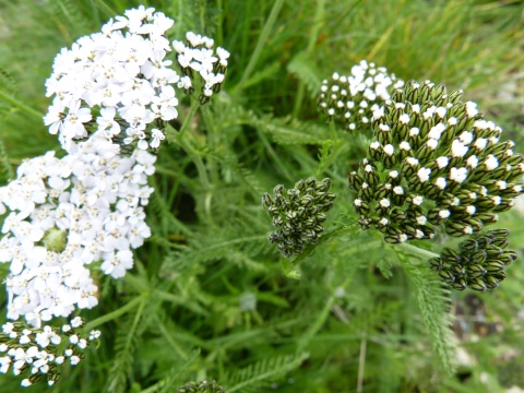 Herbár bylín