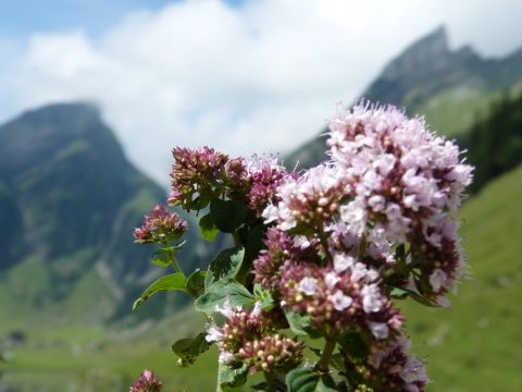 Herbár bylín