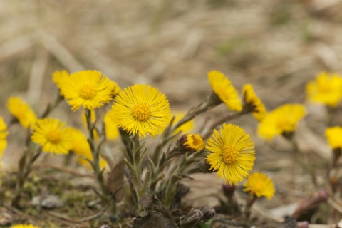 Herbár bylín