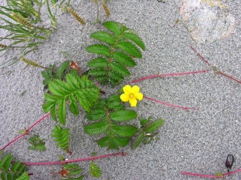 Herbár bylín