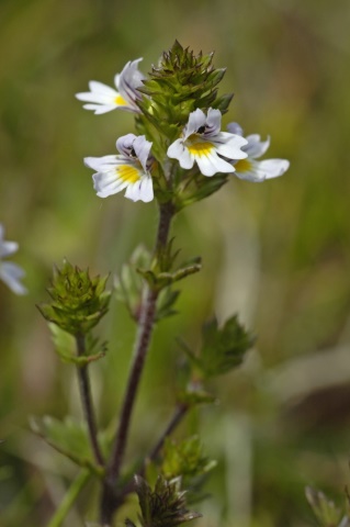 Herbár bylín