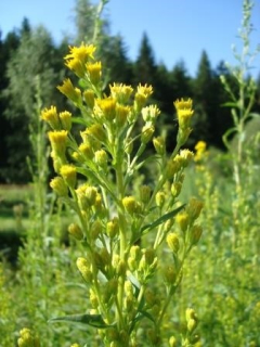 Herbár bylín